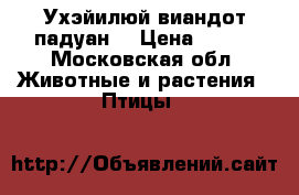 Ухэйилюй виандот падуан  › Цена ­ 150 - Московская обл. Животные и растения » Птицы   